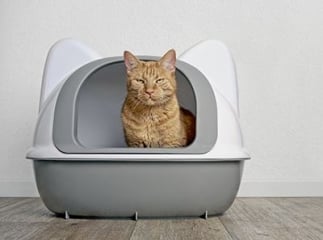 Cystite chez le chat